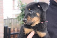 /album/pups/img-4385-jpg/