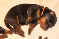 /album/pups/img-5374-jpg/