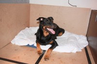 /album/pups/img-5365-jpg/