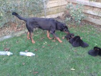 /album/pups/a20140110-153338-jpg/