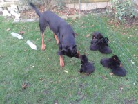 /album/pups/a20140110-153510-jpg/