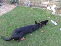 /album/pups/a20140110-153610-jpg/