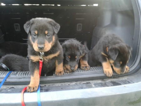 Autoritje 19-01-2014 