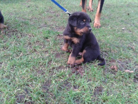 19-01-2014 Voor het eerst naar de hondenuitlaatplek